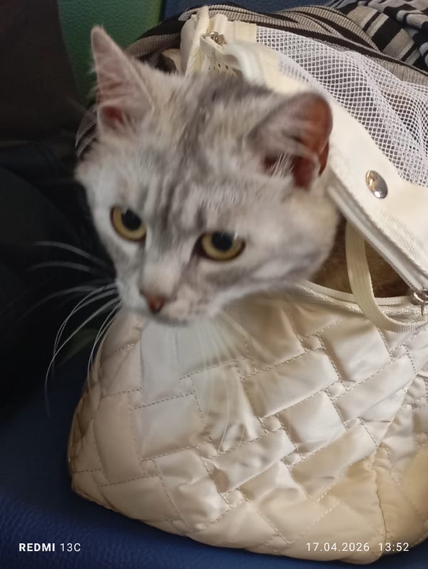 Grey tabby cat spotted in pet carrier in Moscow