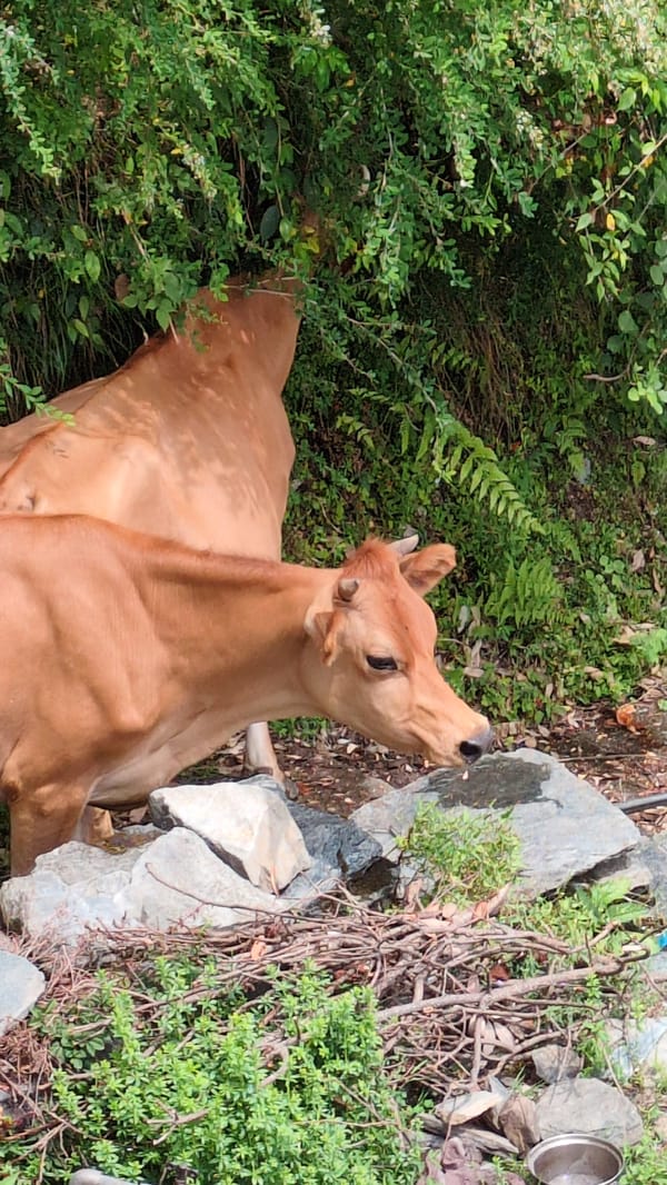 Morning life documented in rural Haini, Bhagsu region