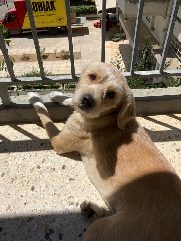 Dog rests on balcony as cleaner works near truck