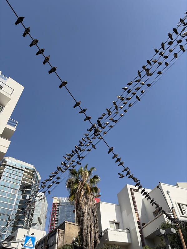 Pigeons gather on utility wires in Tel Aviv