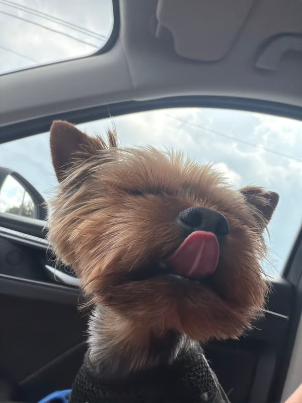 Yorkshire Terrier enjoys a car ride through Saint Petersburg