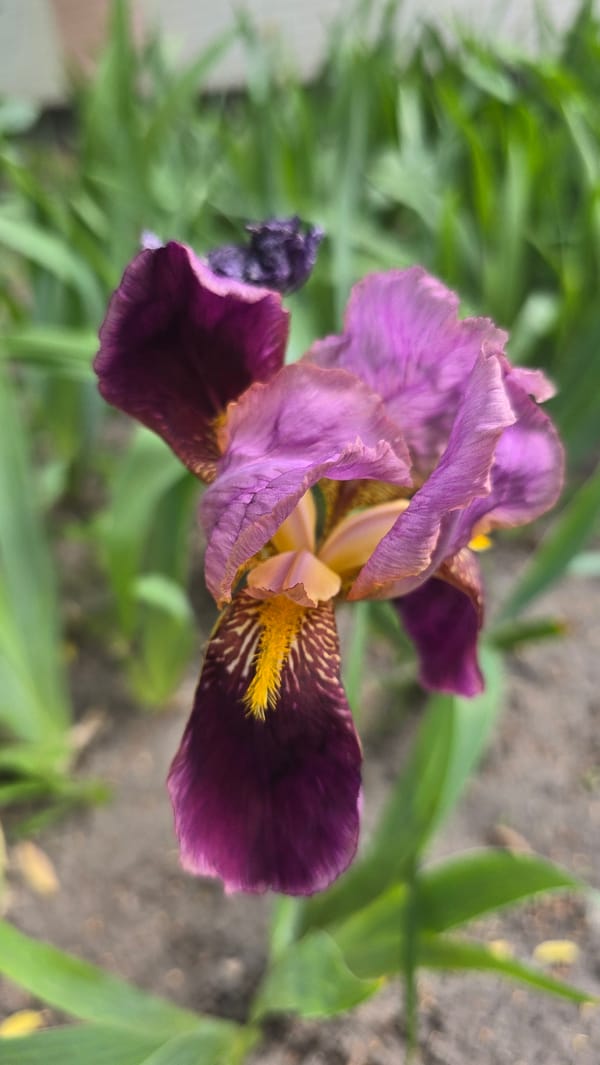 Morning nature walk documented in Kyiv gardens and urban spaces