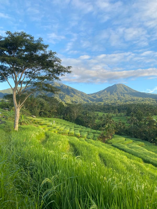 Rice terraces documented during golden hour in Penebel, Indonesia