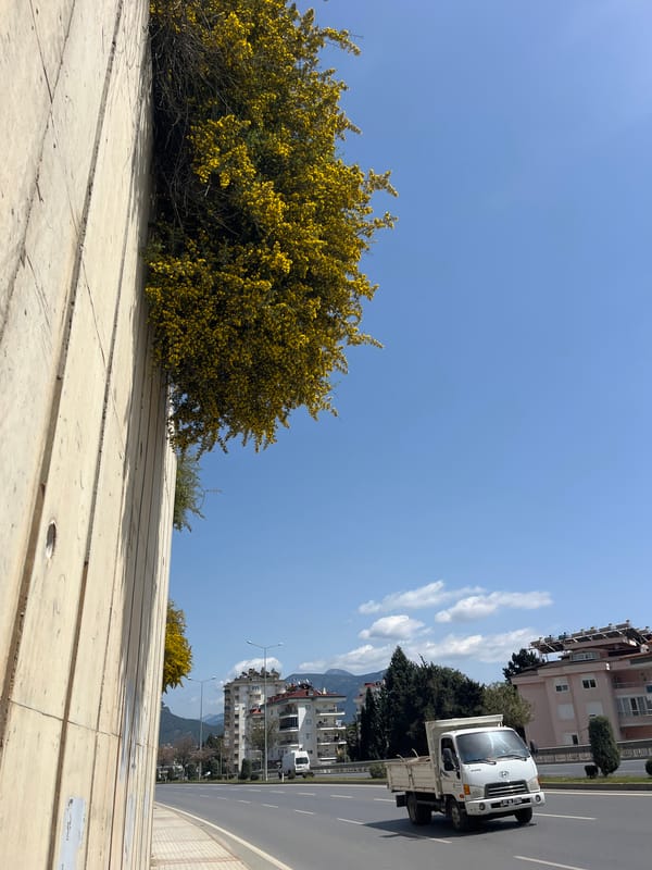 Yellow flowering bush observed on retaining wall in Alanya