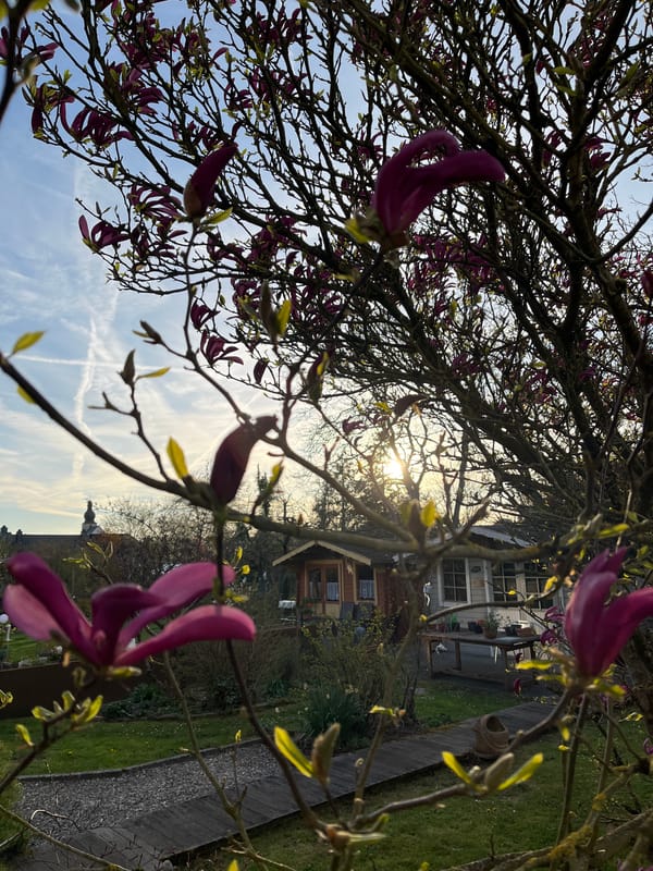 Purple magnolia buds bloom in Foetz, Luxembourg