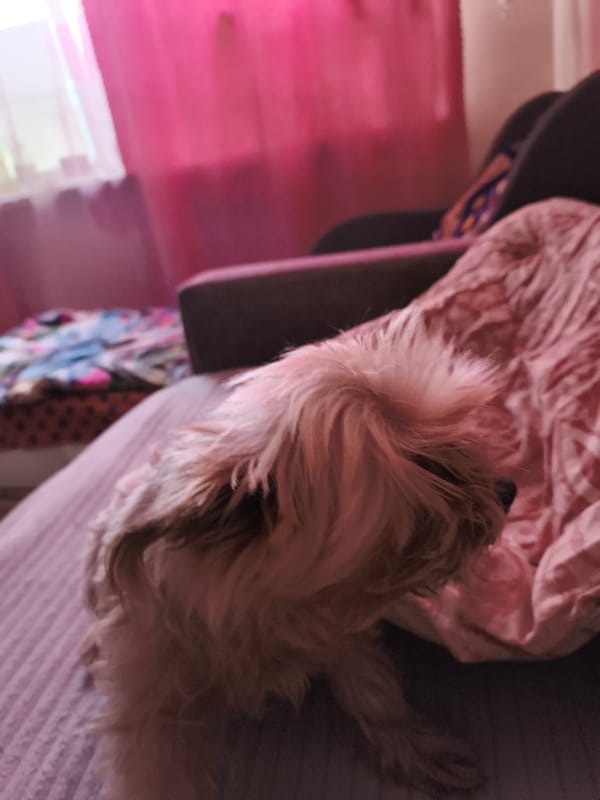Home pets in Segezha: a resting dog and a planted aquarium