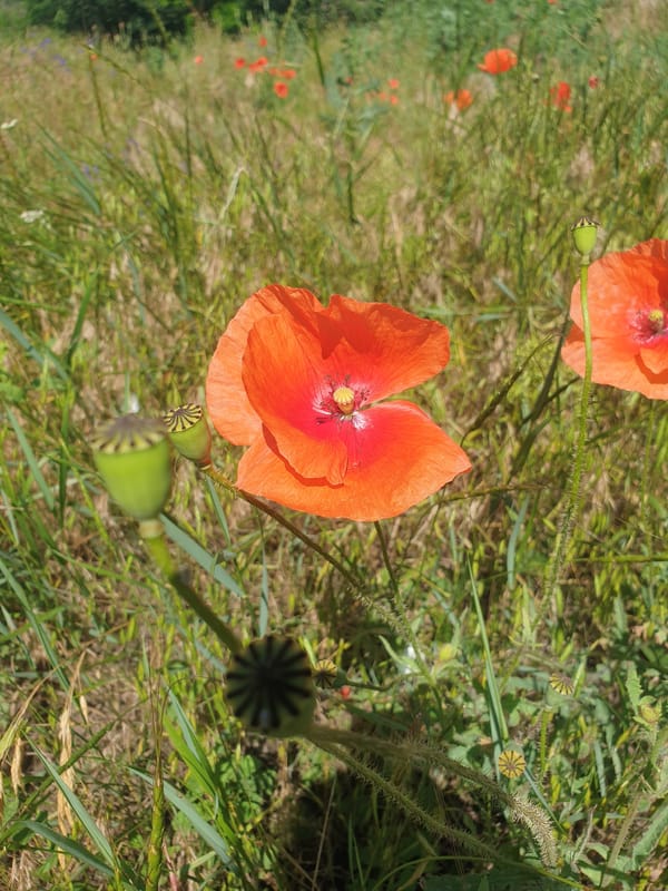 Summer wildflowers and countryside scenes in Ananiv, Ukraine