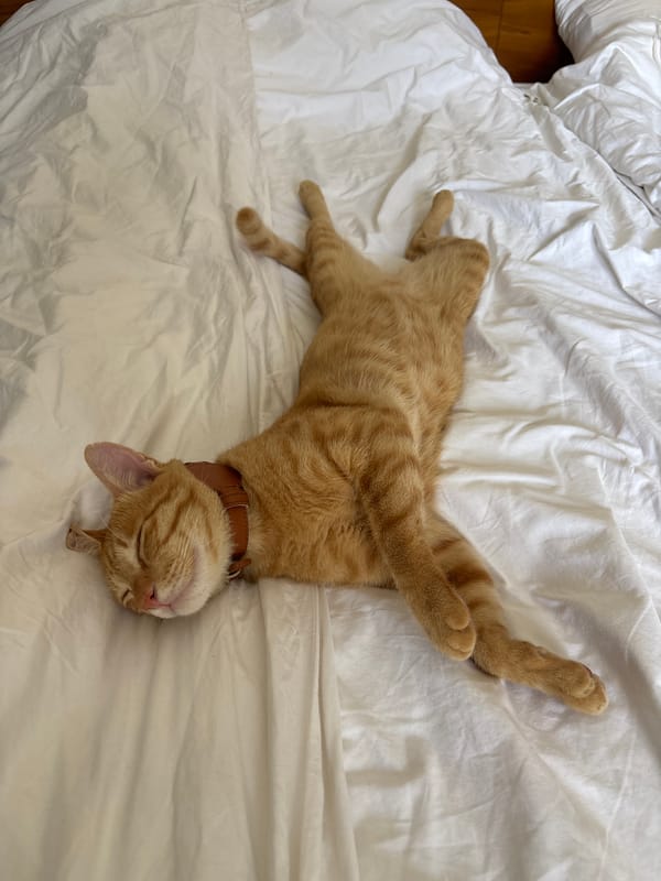 Orange tabby cat sleeps and grooms on bed in Mengwi