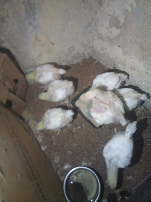 Young chicks gather around feeding dish in confined space
