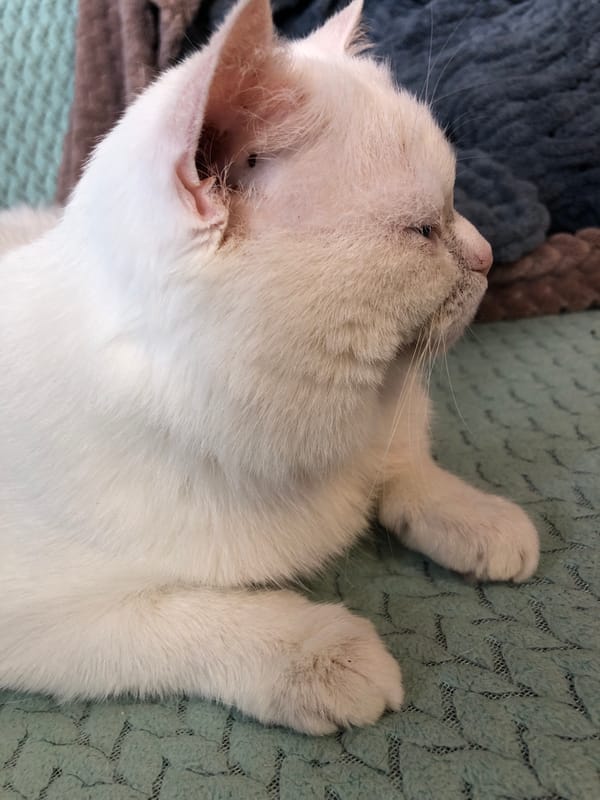 Cats lounging at home, up close and unhurried