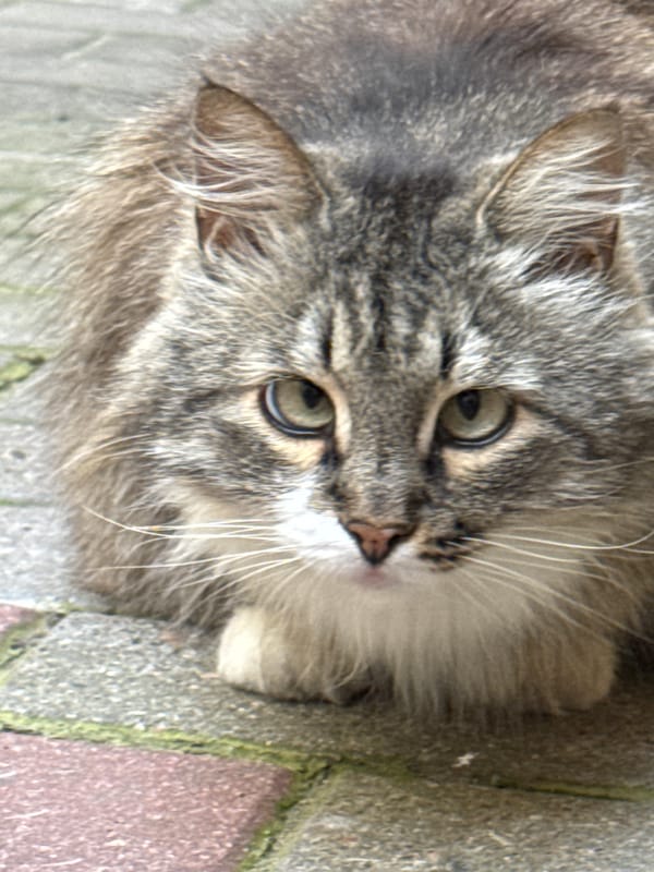 Cats and courtyard architecture in old Saint Petersburg