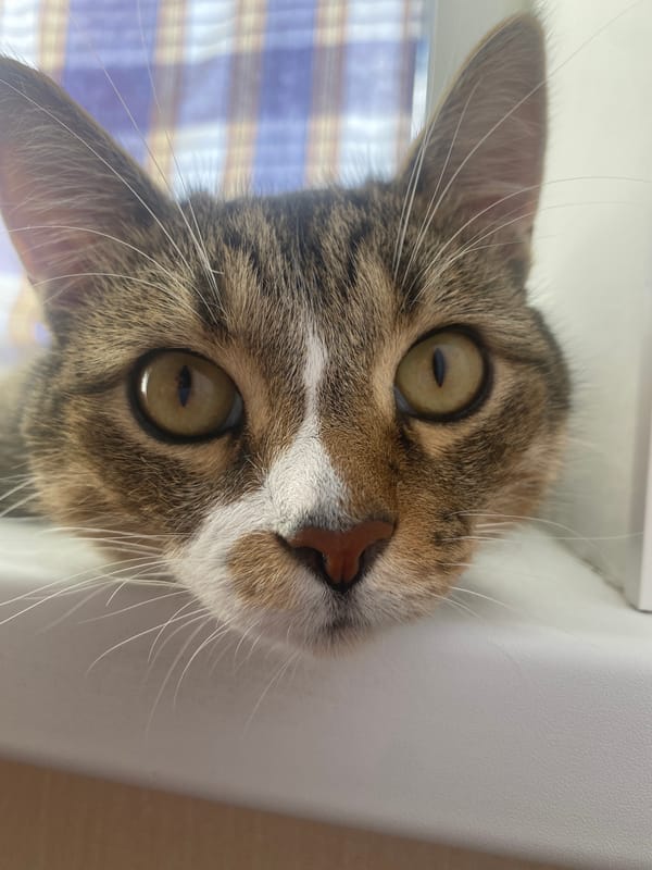 Tabby cat resting head-on against a white surface