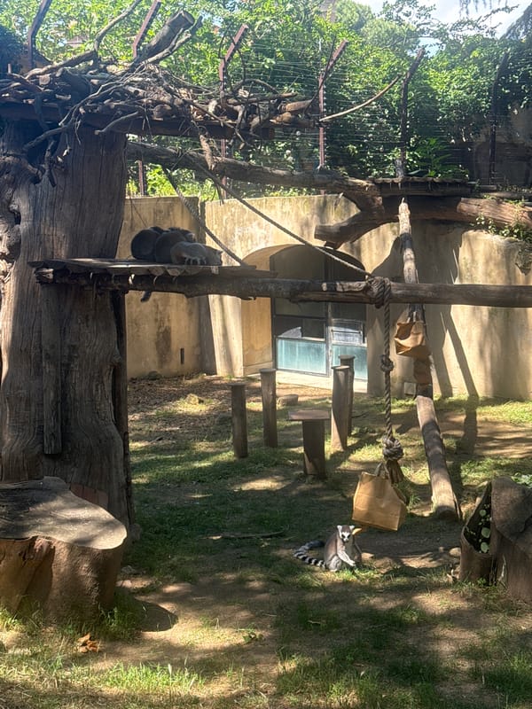 Zoo visitor observes lemurs, raccoon, and penguins in Rome