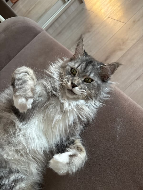 Maine Coon cat in full couch mode, Kazan
