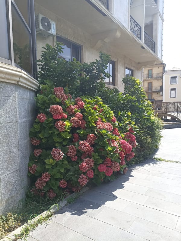 Sochi-area street scenes: gardens, turtles, and a bronze lion