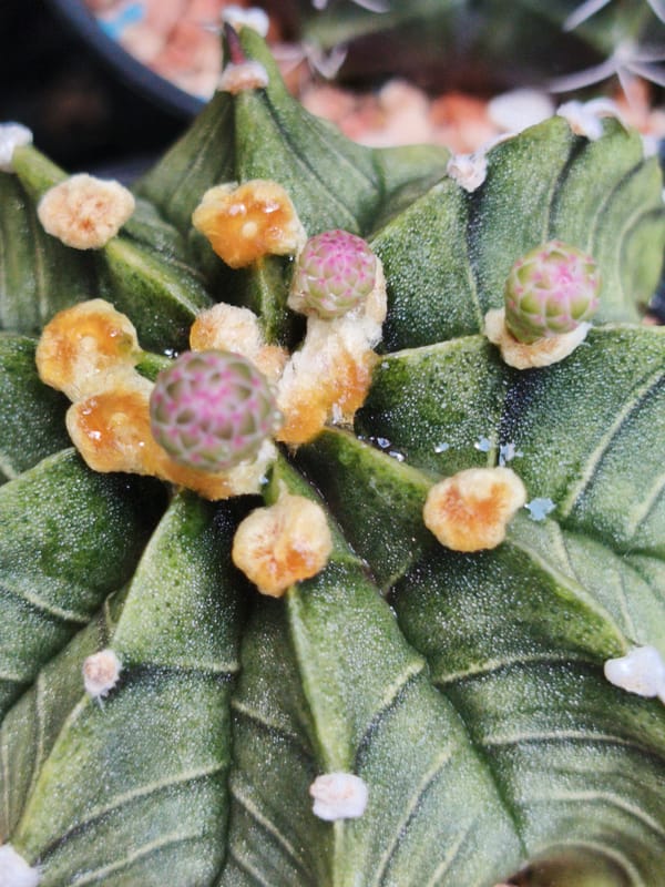Early morning plant photography session captures blooming cacti in Bangkok