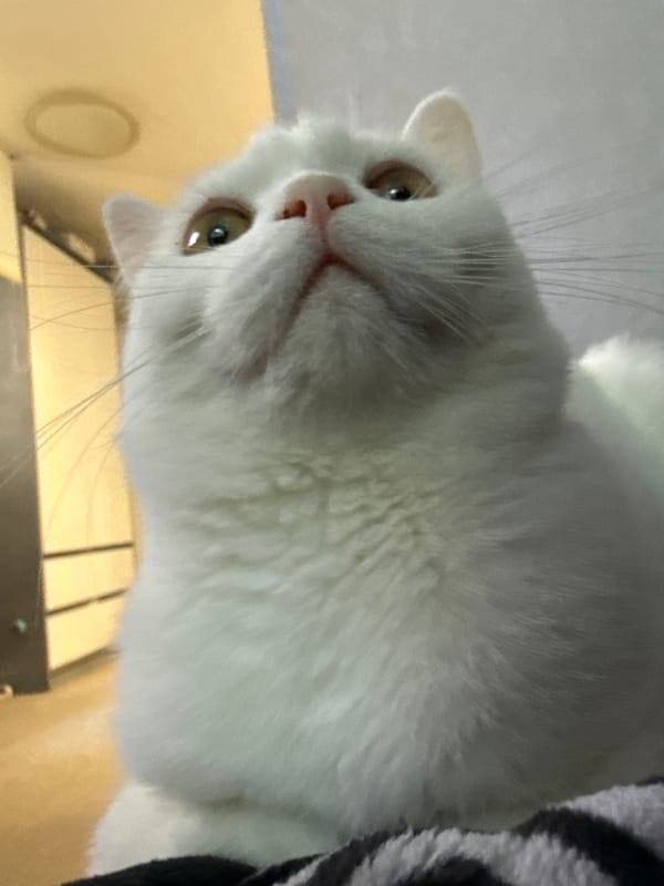 Fluffy white cat photographed up close from every angle