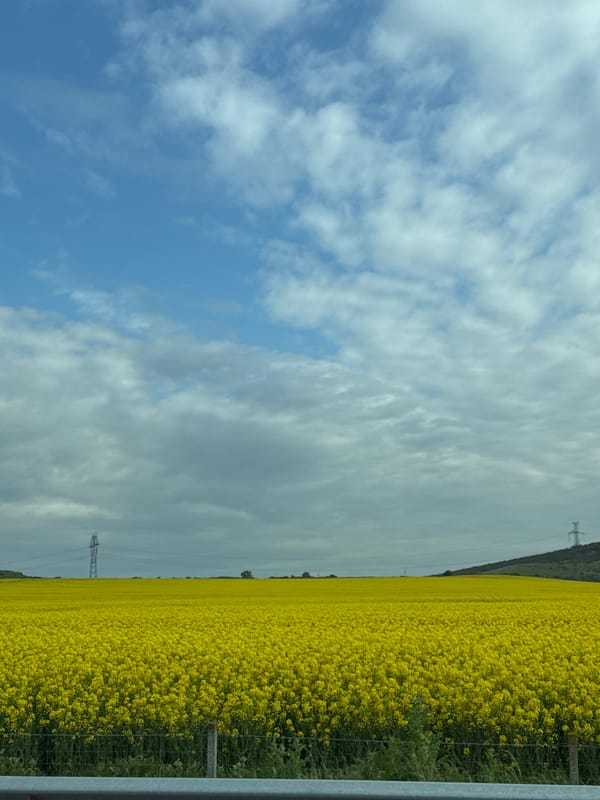 Rapeseed field blooms alongside highway in Bulgarovo, Bulgaria