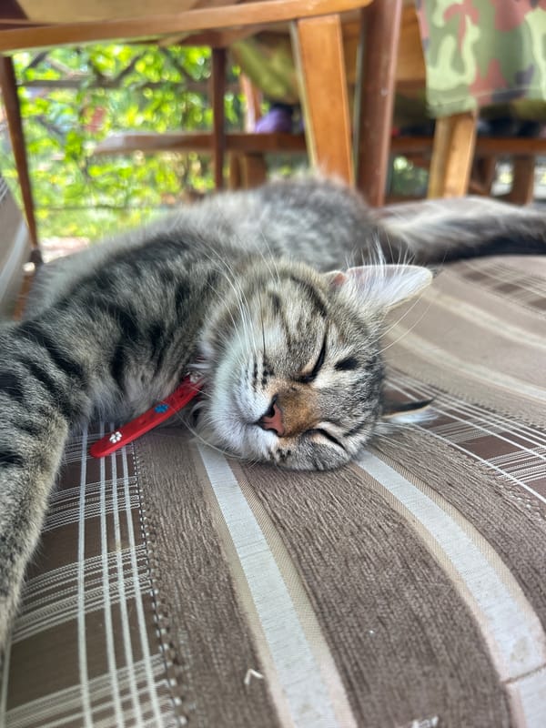 Quiet domestic life captured: sleeping pets, garden tending, casual moments