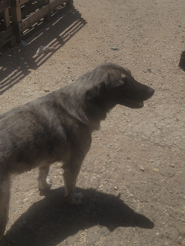 Grey dog and black cat spotted minutes apart
