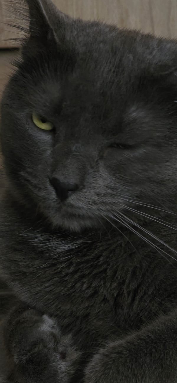 Grey cat at home in Vratsa, possibly prepping for a trip