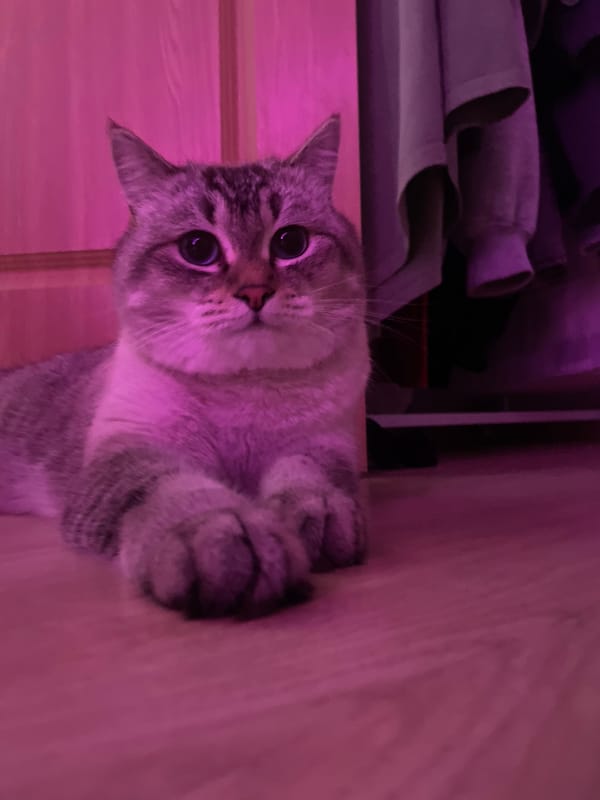 Votkinsk resident documents pets and neighborhood scenes over two hours