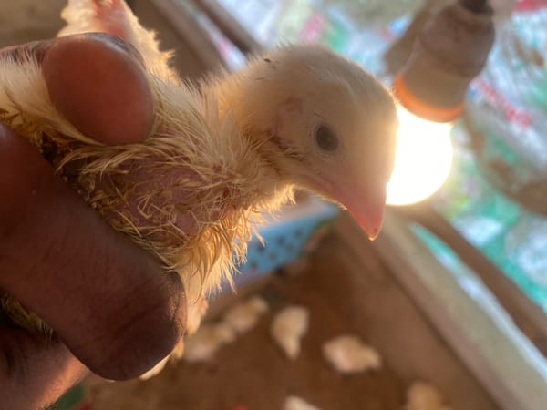 Newly hatched chicks in a small Nigerian poultry pen