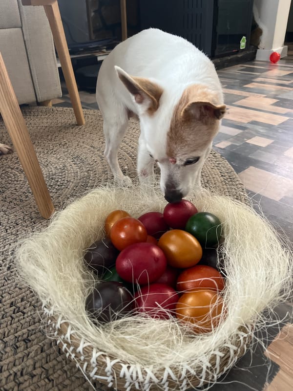 Dog investigates colorful Easter eggs in Bulgarian town