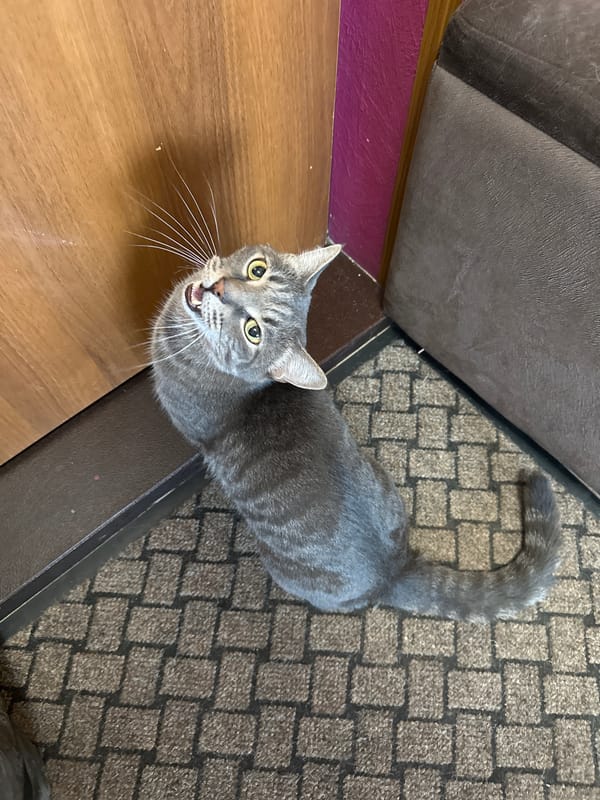 Gray tabby cat stands on doormat in Krasnoyarsk