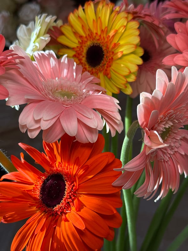 Gerbera daisies and everyday moments around Yerevan