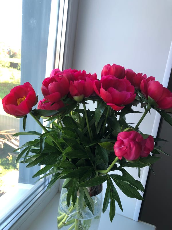 Pink peonies displayed on windowsill in Noviy, Russia