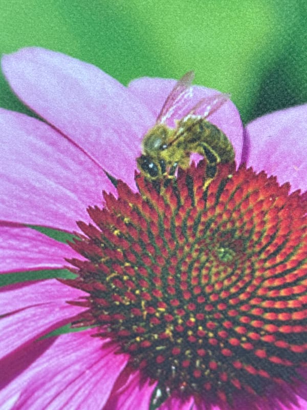 Sofia sunset and a bee on echinacea, June evening