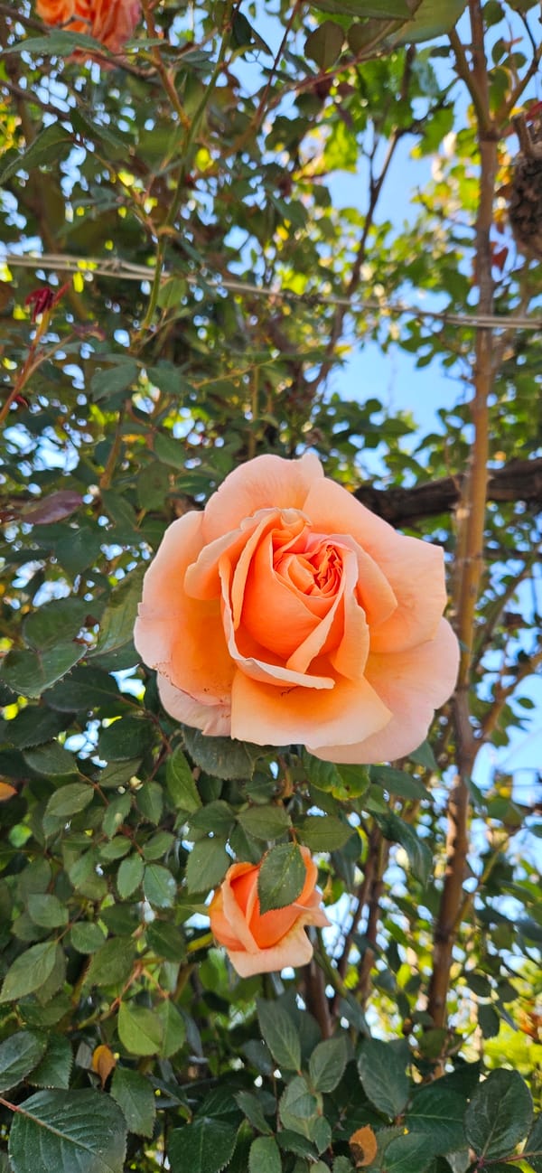 Spring garden flowers documented in full bloom
