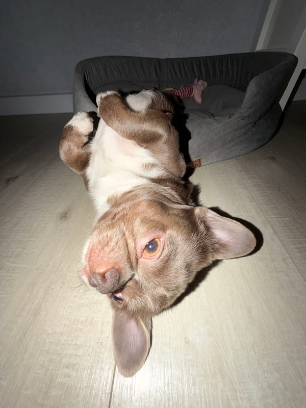Baby and puppy play together on road mat