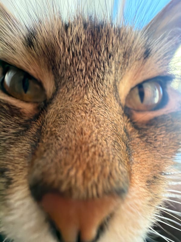 Quiet afternoon moments with pets, fresh fruit, leisure captured