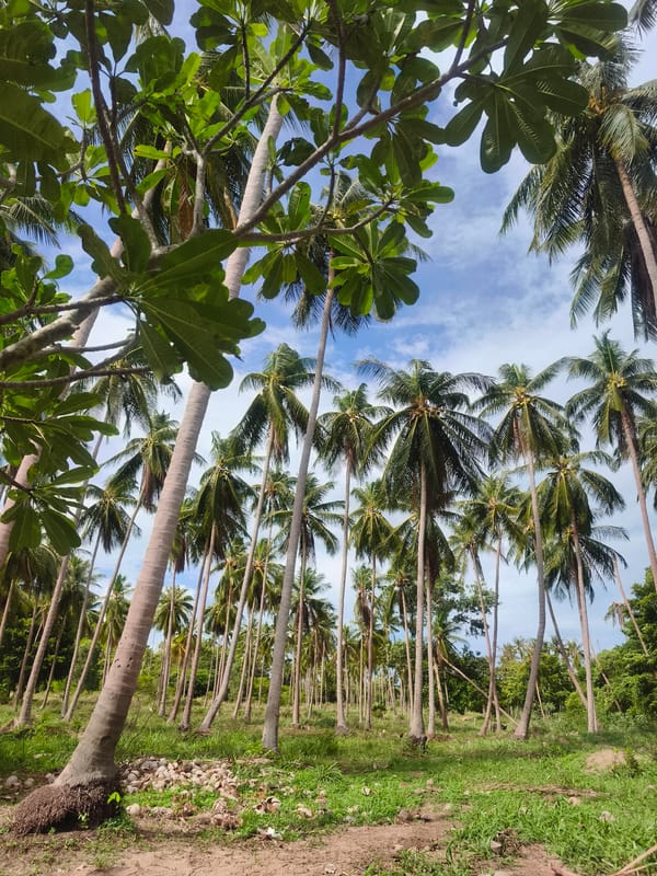 Morning scenes from Thai village coconut groves and shops