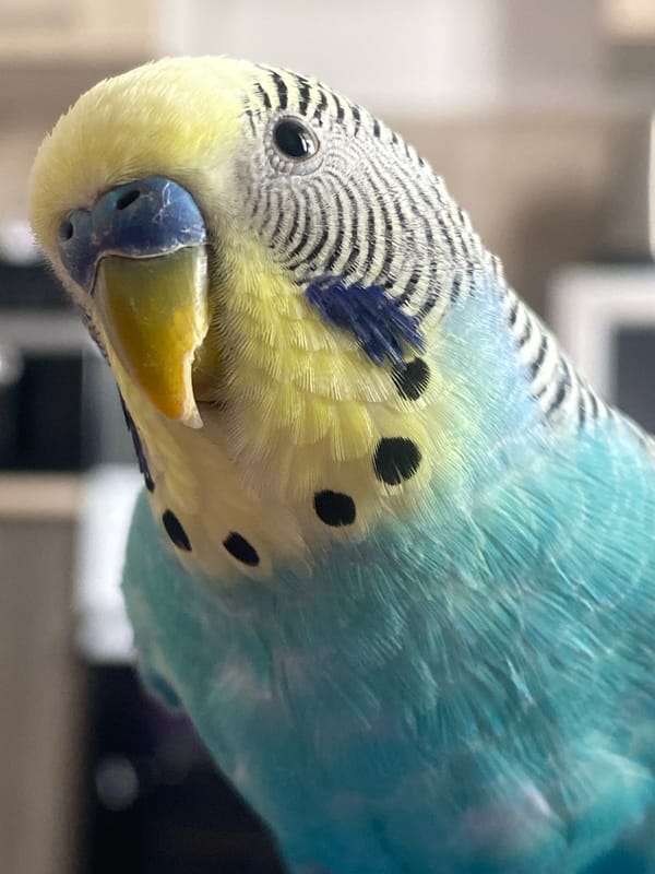 Pet owner captures morning moments between Pomeranian and budgerigar