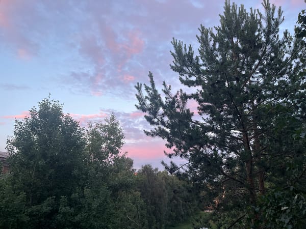 UNO game session at dusk with pine trees outside