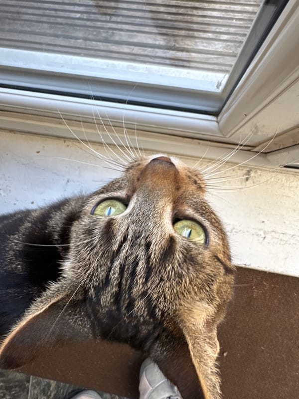 Cats observed in Desborough home during morning hours