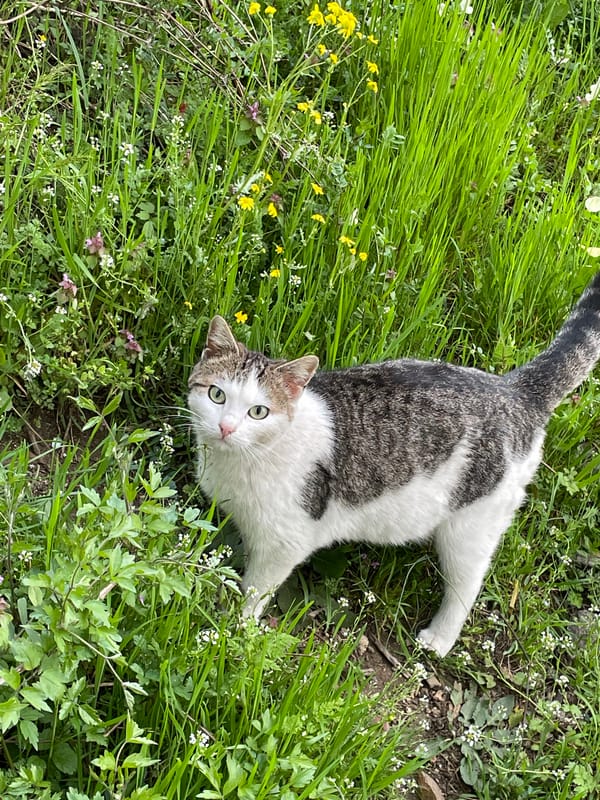 Tabby cat spotted in wildflower field in Zlatograd