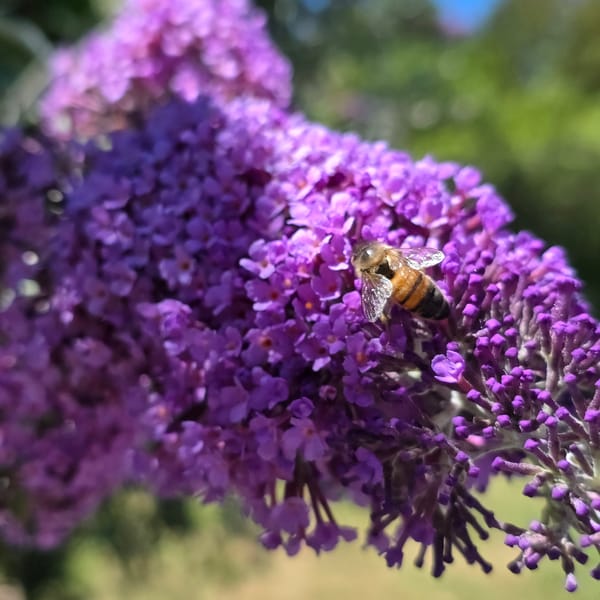 Dog, flowers, and a bee — a chill Portland evening outside
