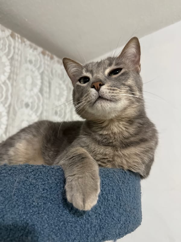 Gray tabby cat observed in various indoor positions, Puebla