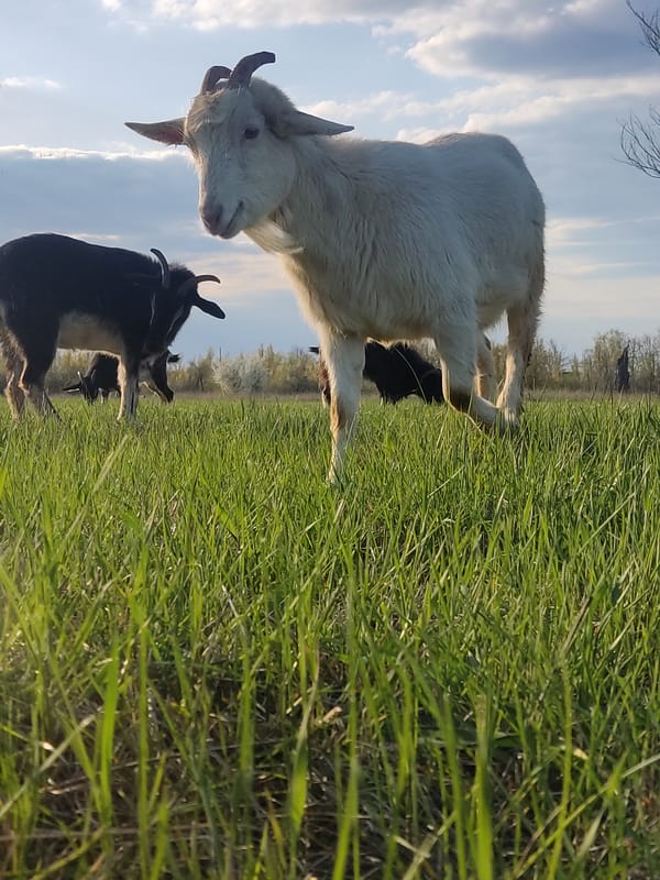 Goats graze in Ukrainian countryside near Maloivanivka