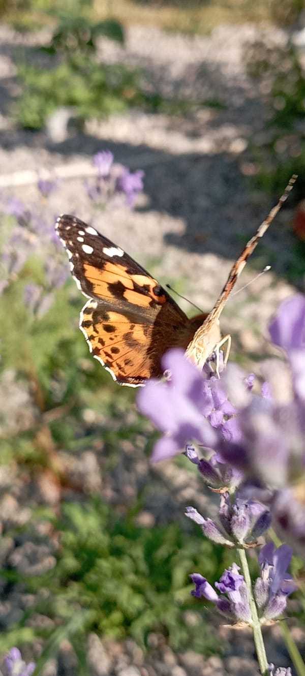 Butterflies and blooms in a Radisne garden, up close