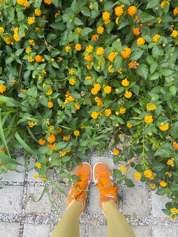 Abandoned Thessaloniki railyard, wildflowers, and insects up close