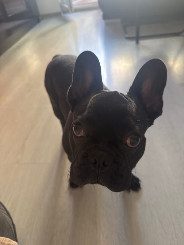French Bulldogs relaxing indoors in Varna