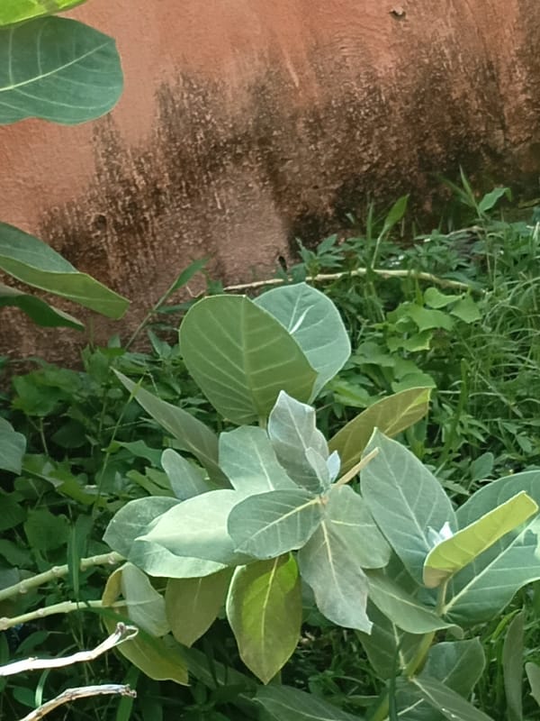 Daily life documented across Jalingo and Jauro Yinu, Nigeria