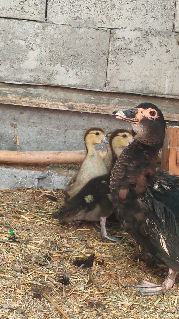 Ducks and black chickens in an outdoor enclosure