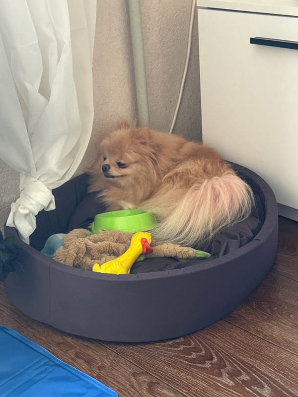 Pomeranian chills at home across a lazy afternoon
