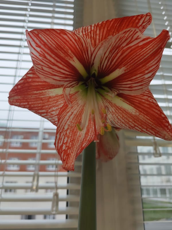 Amaryllis flower photographed in early morning Izhevsk home